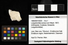 Foto (Objekt + Etiketten) von Longodromites excisus (von Meyer, 1857) 